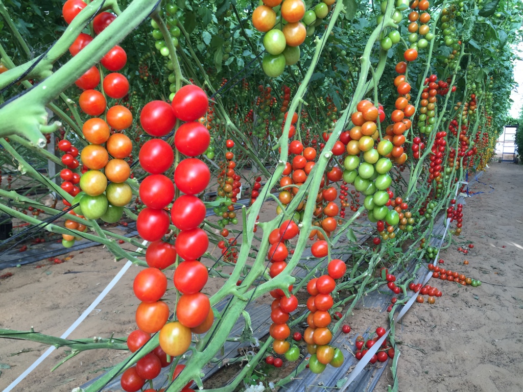 cherry tomatoes in Ramat Negev
